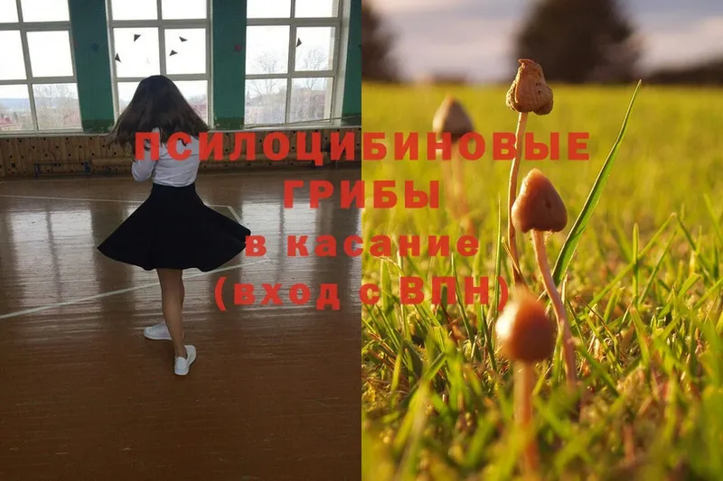 закладки  Каргополь  Псилоцибиновые грибы Magic Shrooms 